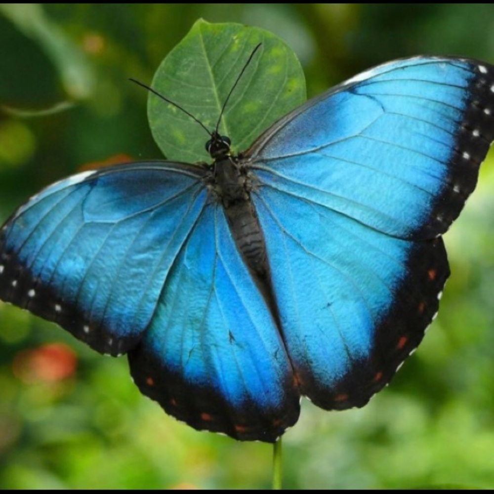 Meet your Posher, 🦋